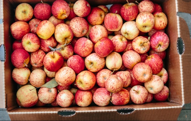 Apples (125-175 per case sold by weight) 40 lb box