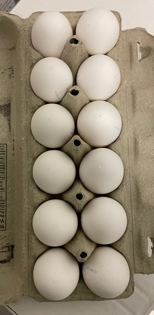 Fresh Eggs 1 Dozen